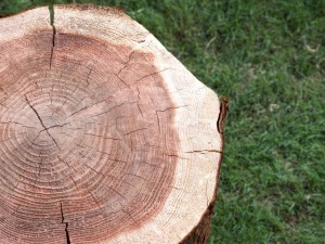 あらかじめ年代がわかっている樹木の年輪から誤差を校正します