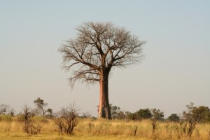 乾季のバオバブ