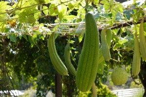 へちま水は根圧を使用して採取します